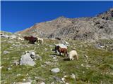 Pfitscher Tal / Val di Vizze - Hochfeilerhütte